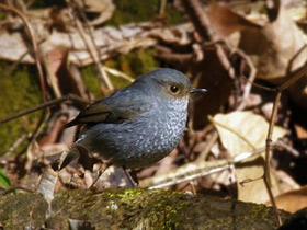 Смотреть фото Сизая горихвостка Фото Сизая горихвостка