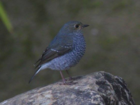 Смотреть фото Сизая горихвостка Фото Сизая горихвостка