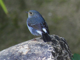 Смотреть фото Сизая горихвостка Фото Сизая горихвостка