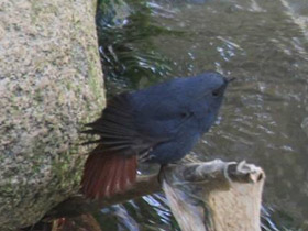 Смотреть фото Сизая горихвостка Фото Сизая горихвостка