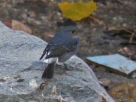 Смотреть фото Сизая горихвостка Фото Сизая горихвостка