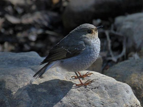Смотреть фото Сизая горихвостка Фото Сизая горихвостка