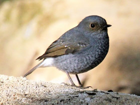 Смотреть фото Сизая горихвостка Фото Сизая горихвостка