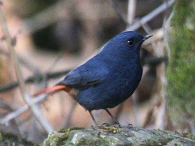 Смотреть фото Сизая горихвостка Фото Сизая горихвостка