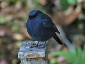 Смотреть фото Сизая горихвостка Фото Сизая горихвостка