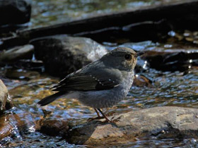 Смотреть фото Сизая горихвостка Фото Сизая горихвостка