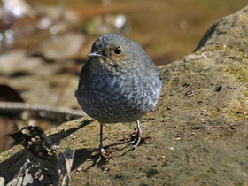 Смотреть фото Сизая горихвостка Фото Сизая горихвостка