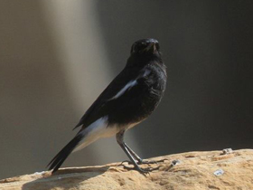 Смотреть фото Чёрный чекан Фото Чёрный чекан