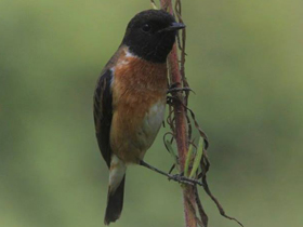 Смотреть фото Черноголовый чекан Фото Черноголовый чекан