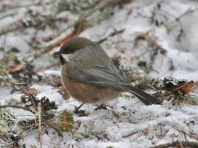 Лесная гаичка Лесная гаичка