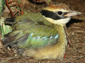 Смотреть фото Питта-нимфа Фото Питта-нимфа