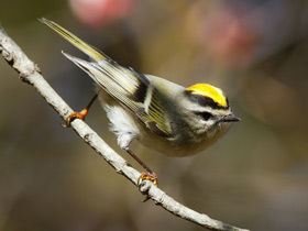 Золотоголовый королек Золотоголовый королек