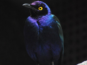 Смотреть фото Пурпурный блестящий скворец Фото Пурпурный блестящий скворец