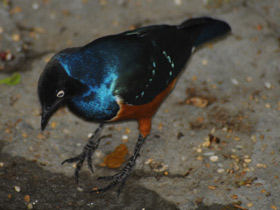 Смотреть фото Трёхцветный спрео Фото Трёхцветный спрео