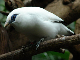 Балийский скворец Балийский скворец