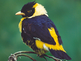 Смотреть фото Золотогрудый мино Фото Золотогрудый мино