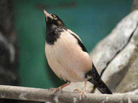 Смотреть фото Розовый скворец Фото Розовый скворец