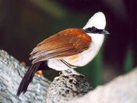 Белохохлая тимелия Белохохлая тимелия