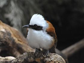 Белохохлая тимелия Белохохлая тимелия