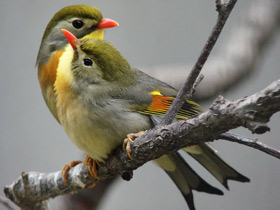 Китайский соловей Китайский соловей