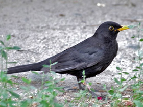 Смотреть фото Черный дрозд Фото Черный дрозд