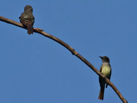 Смотреть фото Большая хохлатая мухоловка Фото Большая хохлатая мухоловка