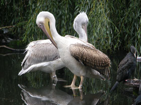 Смотреть фото Пеликаны Фото Пеликаны