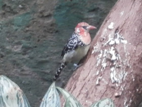 Смотреть фото Огненноголовый бородастик Фото Огненноголовый бородастик