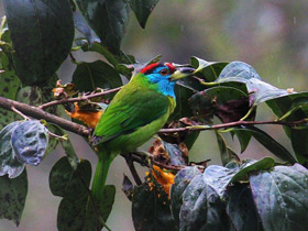 Смотреть фото Голубощёкий бородастик Фото Голубощёкий бородастик