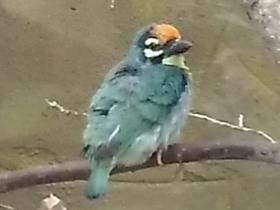 Фото Красноголовая бородатка