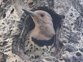 Смотреть фото Золотой дятел Фото Золотой дятел