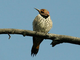 Смотреть фото Золотой дятел Фото Золотой дятел