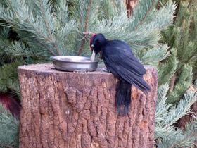 Смотреть фото Желна Фото Желна