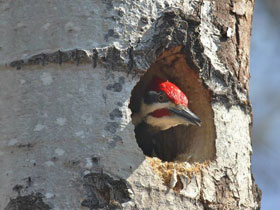 Смотреть фото Хохлатая желна Фото Хохлатая желна