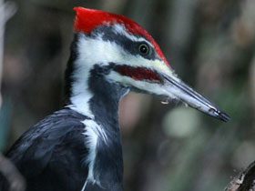 Смотреть фото Хохлатая желна Фото Хохлатая желна