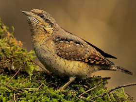 Смотреть фото Вертишейка Фото Вертишейка