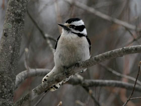 Фото Пушистый дятел