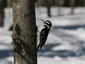 Смотреть фото Волосатый дятел Фото Волосатый дятел