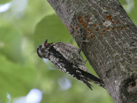 Смотреть фото Желтобрюхий дятел-сосун Фото Желтобрюхий дятел-сосун