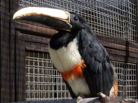 Смотреть фото Черногорлый арасари Фото Черногорлый арасари