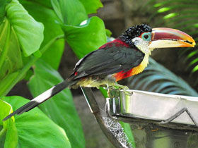 Курчавый арасари Курчавый арасари