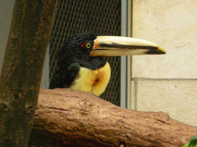 Смотреть фото Желтобрюхий арасари Фото Желтобрюхий арасари