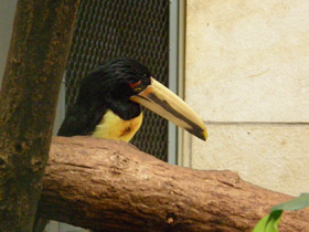 Смотреть фото Желтобрюхий арасари Фото Желтобрюхий арасари