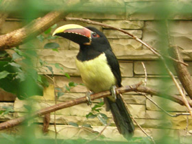 Смотреть фото Зеленый арасари Фото Зеленый арасари