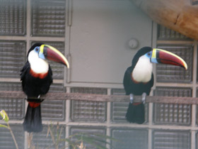 Фото Белогрудый тукан