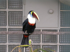 Фото Белогрудый тукан