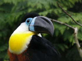 Фото Черноклювый тукан