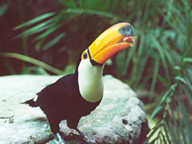 Смотреть фото Тукан токо Фото Тукан токо