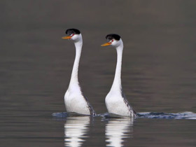 Фото Поганка Кларка