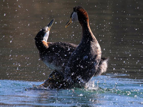 Фото Серощёкая поганка